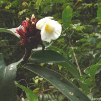 Hellenia speciosa (J.Koenig) S.R.Dutta